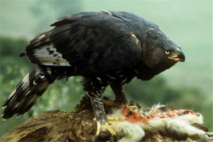 世上最兇猛的鳥排名:毛腿魚鴞上榜，每一個攻擊力都強大