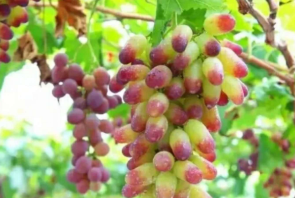 葡萄十大品種