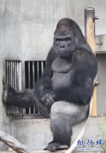 日本史上最帥大猩猩沙巴尼 女粉最多 網友：可以出道了