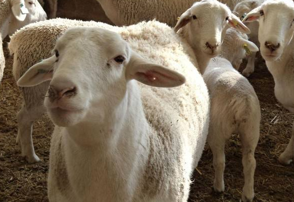 山羊和綿羊的區別