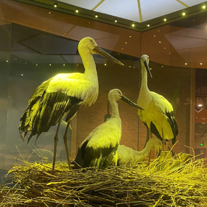 黃河三角洲鳥類博物館