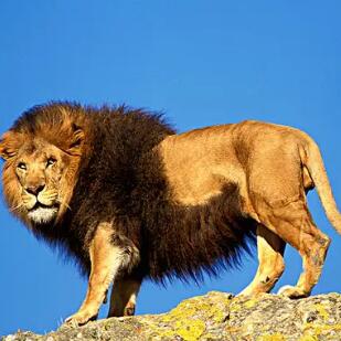 非洲獅