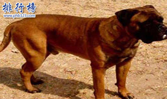 世界100禁養猛犬排行榜