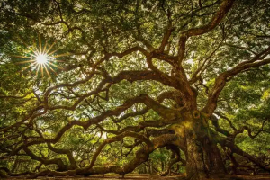 世界十大最美的樹，天使橡樹排第一，第二被稱為棉蘭老島口香糖