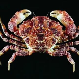 雷諾氏鱗斑蟹