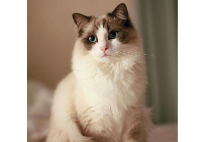 世界十大萌寵排名 貓咪最受寵，哈士奇上榜