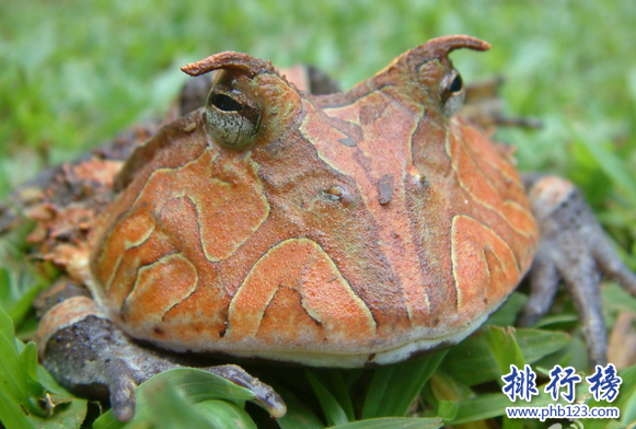 世界上唯一長角的青蛙,亞馬遜角蛙（一張大口吃四方）