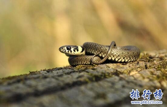 盤點蛇類世界之最，世界上最大的蛇是什麼蛇