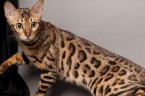 世界十大最名貴貓排行榜 波斯貓上榜，第一價格高達80萬人民幣