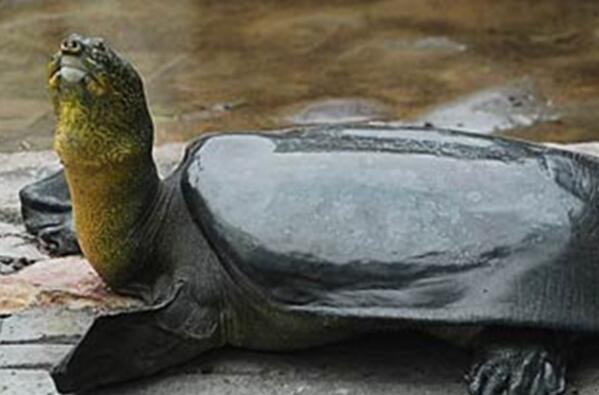 世界十大最長壽的龜類