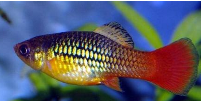 十大養不死的熱帶魚：適合新手養的熱帶魚觀賞魚