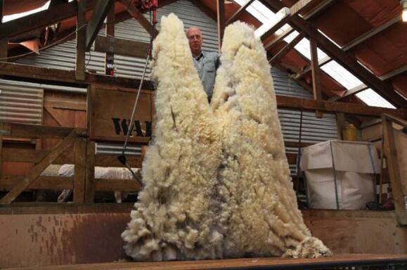 紐西蘭十大必買特產，羊毛製品最受歡迎