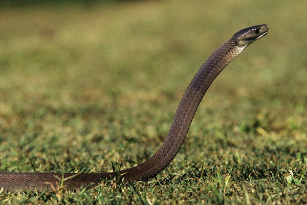 世界上最毒的蛇排名 黑曼巴蛇