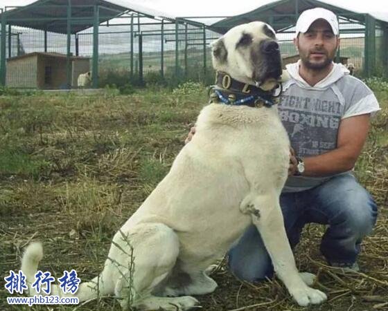 世界上最大的十個狗品種排名:大丹犬高2.2米/111公斤