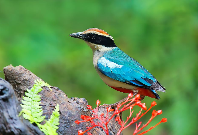 全球十大觀賞鳥排行榜 顏值超高的鳥類，這些你都認識嗎