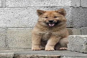 建議窮人養的10種狗，金毛上榜，第一是中國國犬