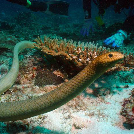 大頭海蛇