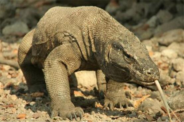 世界十大最兇猛動物 河馬一口能咬死鱷魚，獵人最怕巨型野豬
