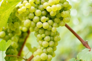 世界十大釀酒白葡​萄品種排行榜