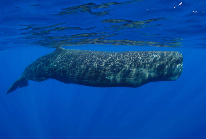 世界最重的十大動物 藍鯨位列榜首，體重達180噸