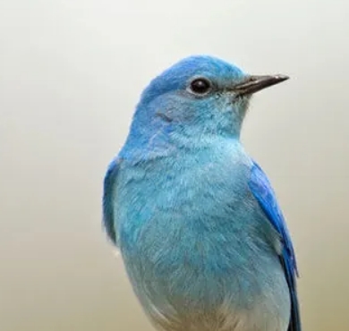 藍知更鳥