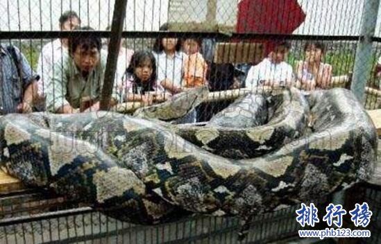 盤點蛇類世界之最，世界上最大的蛇是什麼蛇