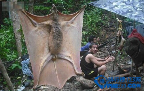 世界上最大的蝙蝠