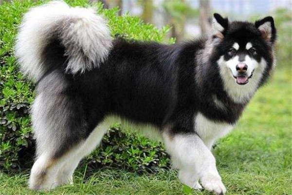 世界十大名犬 秋田犬感動了全世界，貴賓犬氣質很高貴