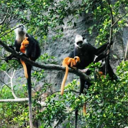 白頭葉猴自然保護區