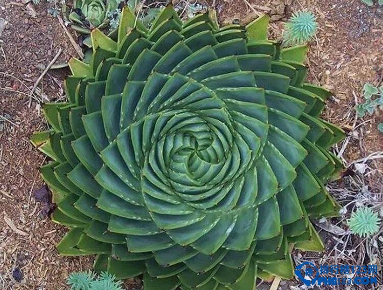 十大最美幾何植物