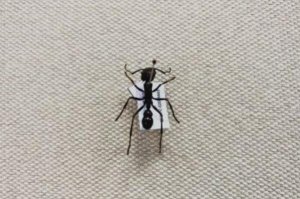 世界蜇人最疼的十大昆蟲，造紙胡蜂上榜，第一是體型最大的螞蟻