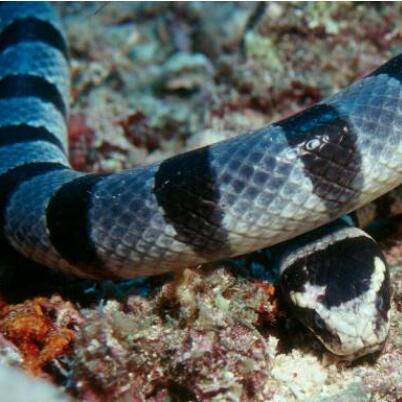 裂頦海蛇