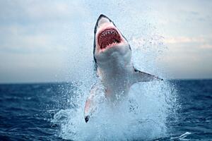 世界十大最危險​的鯊魚,大白鯊噬人牛鯊致命