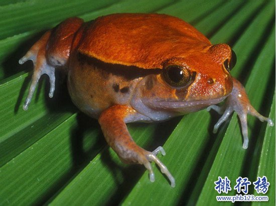 世界上比較常見的寵物蛙種類,紅眼樹蛙的顏值最高