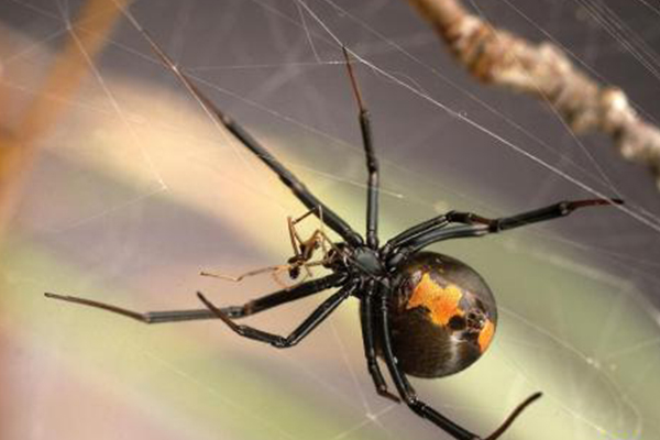 世界十大有毒蜘蛛
