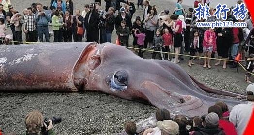 世界上最大的章魚有多大，太平洋巨型章魚長9.1米捕食鯊魚為生
