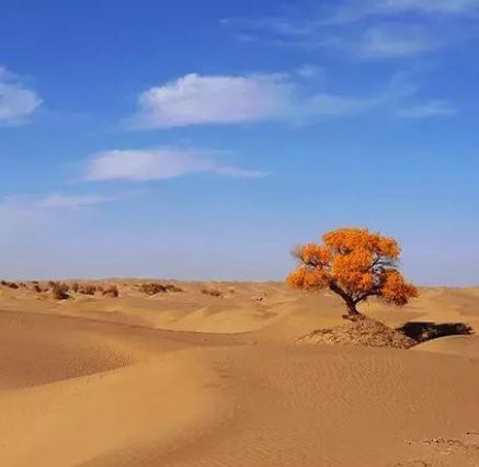 馬路灘沙漠生態旅遊區