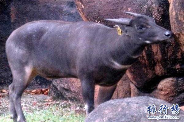 世界上最小的牛：體長僅有84厘米，已加入金氏世界紀錄