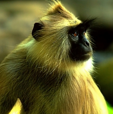 印度灰葉猴