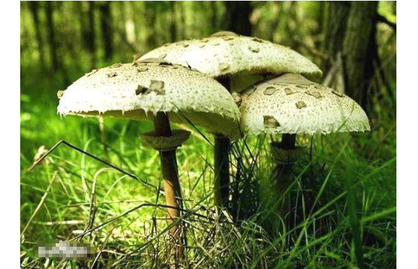 世界十大最毒的蘑菇 造成致命傷害的蘑菇，你見過幾種
