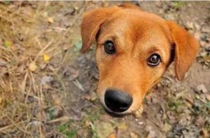 十大最忠誠護衛犬排名，拉布拉多上榜，第一是最常見的“土狗”