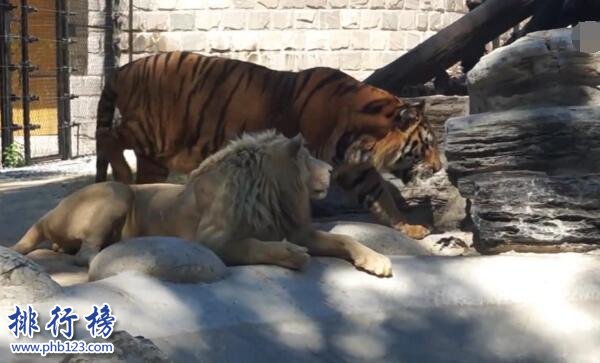 世界上最大的老虎:東北虎 體重350千克可秒殺非洲獅