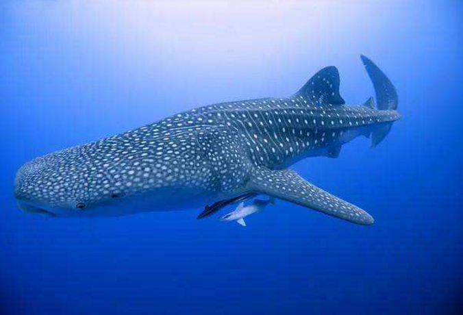 世界最重的十大動物 藍鯨位列榜首，體重達180噸