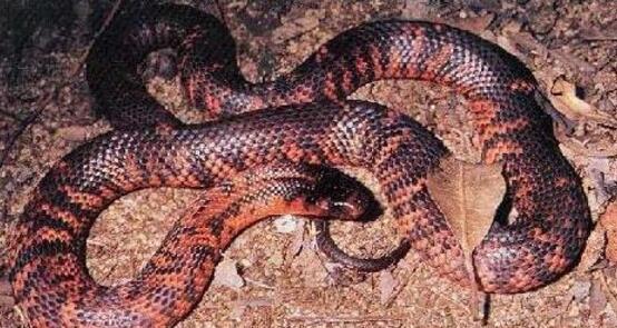 澳大利亞十大致命毒蛇排行榜 棕蛇致死數最多,第六又稱死亡蛇