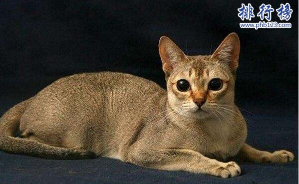 世界上最小的貓：新加坡貓，體重不超過2公斤