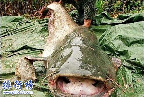 世界十大最兇猛淡水魚，亞馬遜鮎魚能扯斷承重400斤的魚線