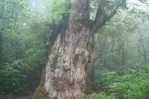 世界上的十大古樹