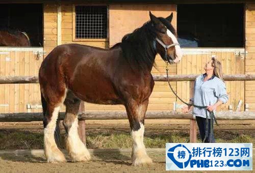 世界上最重的馬