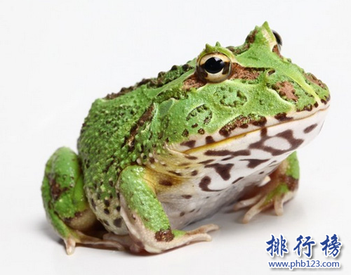 世界上最“招財”的青蛙,黃金角蛙（也被稱作招財蛙）