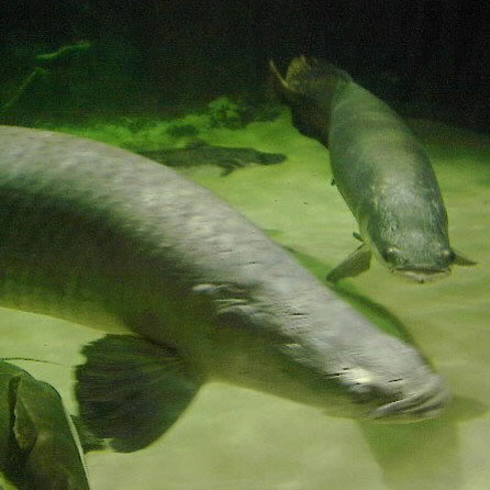 巨巴西骨舌魚